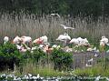 2017-05-20 (462) Flamingo's en kolonies meeuwen 